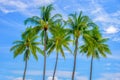 Group of palm trees, blue sky Royalty Free Stock Photo