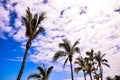 A group of palm trees are in the foreground of a blue sky Royalty Free Stock Photo