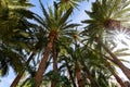 A group of palm trees are in the foreground and the sky is blue Royalty Free Stock Photo