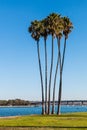 Group of Palm Trees on Mission Bay in San Diego Royalty Free Stock Photo