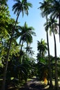 A group of palm trees next to a tree Royalty Free Stock Photo