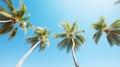 Group of Palm Trees Swaying in Wind Royalty Free Stock Photo