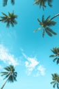 Group of Palm Trees Swaying in Wind Royalty Free Stock Photo