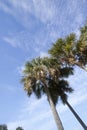 Group palm trees under blue sky background Royalty Free Stock Photo