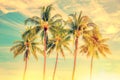 Group of palm trees, vintage style, summer travel concept