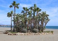 A group of palm trees on the wide deserted beach of Estepona in Spain Royalty Free Stock Photo