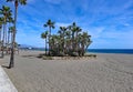 A group of palm trees on the wide deserted beach of Estepona in Spain Royalty Free Stock Photo