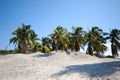 Group of palms on beach