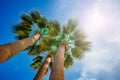 Group of palms leaves over bright shining sun, blue summer sky