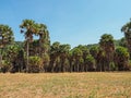 Group of Palmyra tree ( Sugar palm tree) forest with blue sky and grlass on foreground Royalty Free Stock Photo