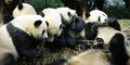 Panda eating bamboo