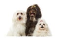 Group of panting dogs, Maltese and Havanese, isolated