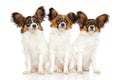 Group of Papillon dog puppies Royalty Free Stock Photo