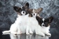 Papillon dog puppies on gray background Royalty Free Stock Photo