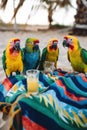 A group of parrots sitting on top of a blanket. AI generative image.