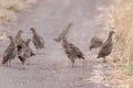 Group of partridges. Grey partridge. Perdix, perdix. In the wild, they stand on a country road Royalty Free Stock Photo