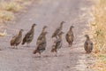 Group of partridges. Grey partridge. Perdix, perdix. In the wild, they stand on a country road Royalty Free Stock Photo