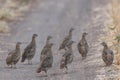 Group of partridges. Grey partridge. Perdix, perdix. In the wild, they stand on a country road Royalty Free Stock Photo