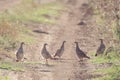 Group of partridges. Grey partridge. Perdix, perdix. In the wild, they stand on a country road Royalty Free Stock Photo