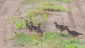 Group of partridges. Grey partridge. Perdix, perdix. In the wild, they stand on a country road Royalty Free Stock Photo