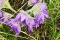 Group pasque-flower a spring rain. April Royalty Free Stock Photo