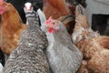 A group of pasture raised chickens Royalty Free Stock Photo