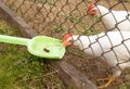 A group of pasture raised chickens peck for feed on the ground Royalty Free Stock Photo