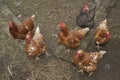 A group of pasture raised chickens peck for feed on the ground Royalty Free Stock Photo