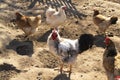 A group of pasture raised chickens peck for feed on the ground Royalty Free Stock Photo