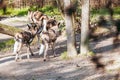 Group of patterned hyenas at the park