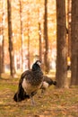 Group of peacock at the autumn forest with yellow foliage leaves in Nami Island, South Korea Royalty Free Stock Photo