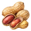 Group of Peanuts with Shells and Kernels Visible isolated on a transparent background legume food Royalty Free Stock Photo