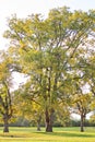 Group of pecan trees at berry springs