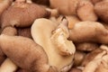 group of peeled mushroom suillus close-up