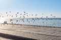 A group of pegeons flying at the Jeddah Corniche, 30 km coastal resort area of the city of Jeddah. Located along the Red Sea, Royalty Free Stock Photo