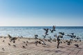 A group of pegeons flying at the Jeddah Corniche, 30 km coastal resort area of the city of Jeddah. Located along the Red Sea, Royalty Free Stock Photo