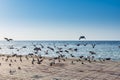 A group of pegeons flying at the Jeddah Corniche, 30 km coastal resort area of the city of Jeddah. Located along the Red Sea, Royalty Free Stock Photo