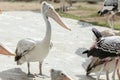 Pelican bird standding. Royalty Free Stock Photo