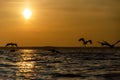 Group of pelican is flying in the sky