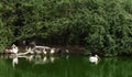 Group of Pelican in a lake