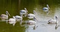 A group of pelicans