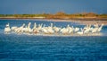 Pod of pelicans Royalty Free Stock Photo