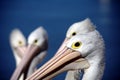 Group of Pelicans Close up Royalty Free Stock Photo