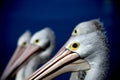 Group of Pelicans Close up Royalty Free Stock Photo