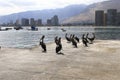 Group of pelicans in the coastal area of iquique, chile