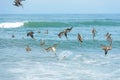 A group of pelicans diving for fish Royalty Free Stock Photo