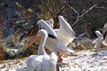 Group of Pelicans in eatrly morning light Royalty Free Stock Photo