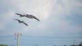 A group of pelicans flies low in Mannar, Sri Lanka, with power lines in the background Royalty Free Stock Photo