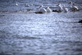A group of Pelicans floating on the sea Royalty Free Stock Photo