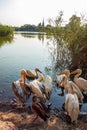 Group of pelicans floating on the surface of a lake behind the reeds in a beautiful sunny day